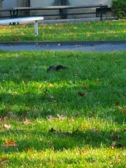 Sciurus carolinensis