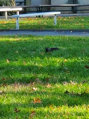 Sciurus carolinensis