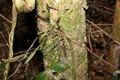 Dendrobium tetragonum