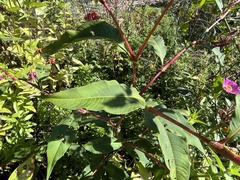 Persicaria extremiorientalis