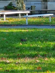 Sciurus carolinensis