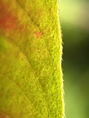Persicaria extremiorientalis