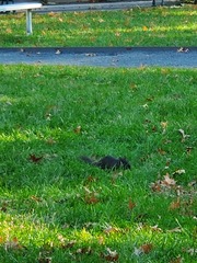 Sciurus carolinensis