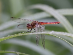 Sympetrum frequens