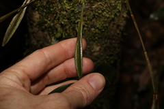 Dendrobium tetragonum