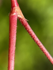 Persicaria extremiorientalis