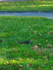 Sciurus carolinensis