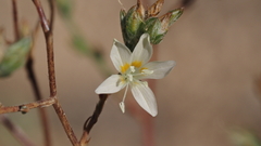 Eriastrum sapphirinum sapphirinum