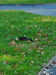 Sciurus carolinensis