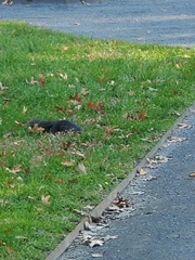 Sciurus carolinensis