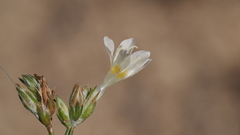 Eriastrum sapphirinum sapphirinum
