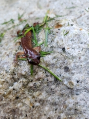 Ensatina eschscholtzii