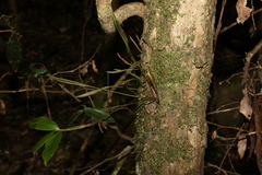 Dendrobium tetragonum