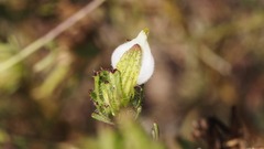 Cordylanthus rigidus setigerus