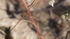 Eriastrum sapphirinum sapphirinum