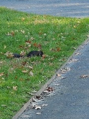 Sciurus carolinensis