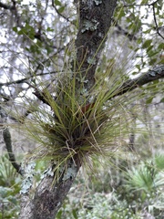 Tillandsia setacea