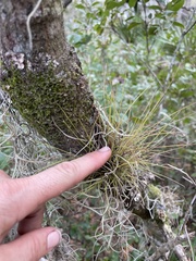 Tillandsia setacea