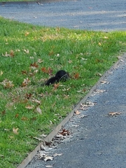 Sciurus carolinensis