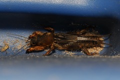 Neocurtilla