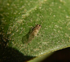 Teliapsocus