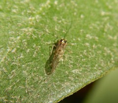 Teliapsocus