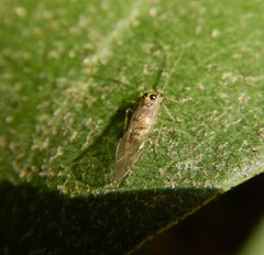 Teliapsocus