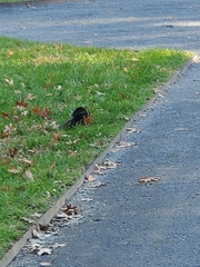 Sciurus carolinensis