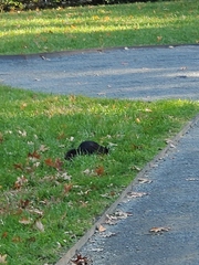 Sciurus carolinensis