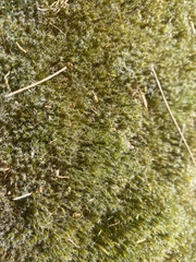 Campylopus introflexus