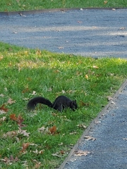 Sciurus carolinensis