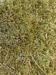 Campylopus introflexus