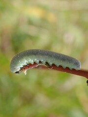 Monophadnus nigriceps