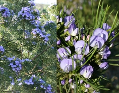 Psoralea montana
