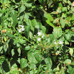 Plumbago zeylanica