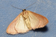 Leptostales pannaria