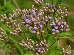 Chromolaena pulchella