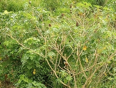 Cnidoscolus aconitifolius