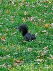 Sciurus carolinensis