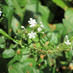 Plumbago zeylanica