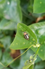 Disonycha leptolineata