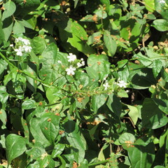 Plumbago zeylanica