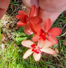 Freesia laxa
