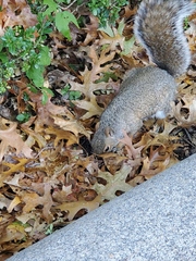 Sciurus carolinensis