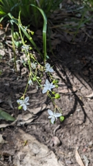 Libertia paniculata