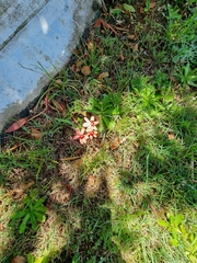 Freesia laxa