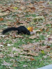 Sciurus carolinensis