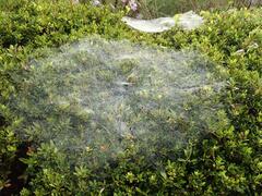 Allagelena opulenta