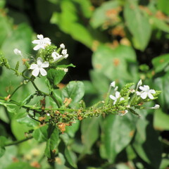Plumbago zeylanica