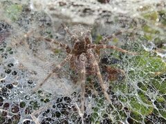 Allagelena opulenta